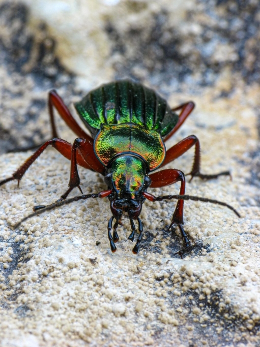 Carabus auronitens - Goldglänzender Laufkäfer