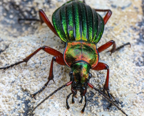 Carabus auronitens - Goldglänzender Laufkäfer