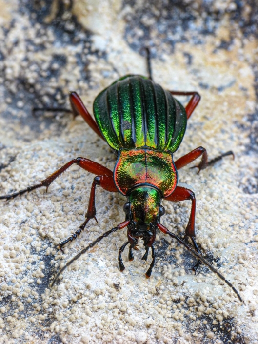 Carabus auronitens - Goldglänzender Laufkäfer