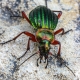 Carabus auronitens - Goldglänzender Laufkäfer