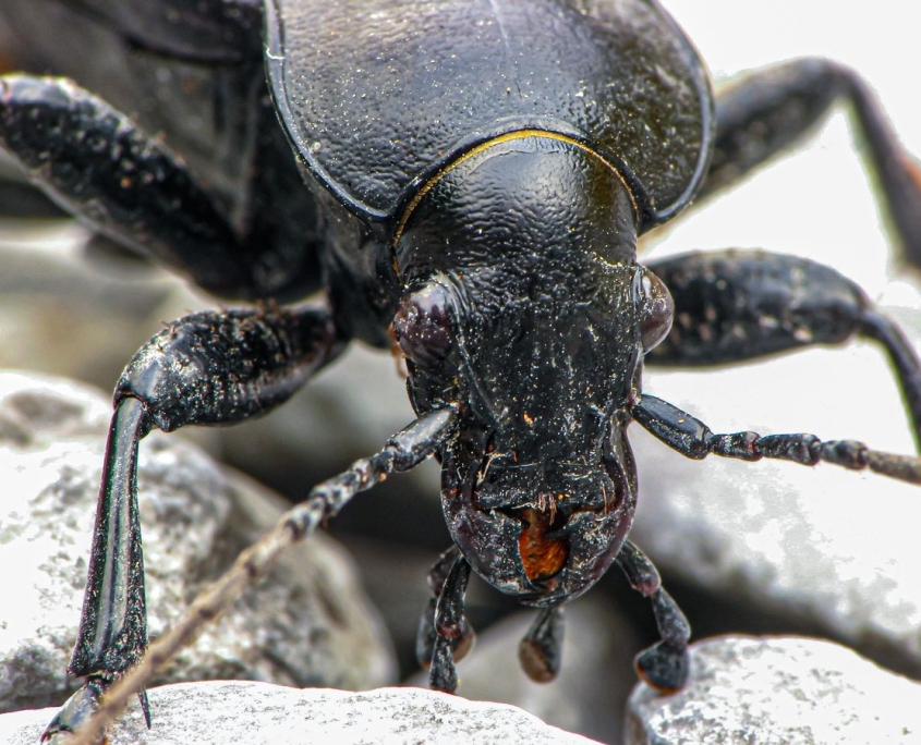 Carabus coriaceus - Lederlaufkäfer