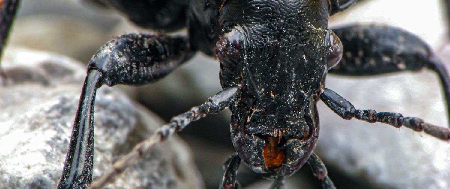 Carabus coriaceus - Lederlaufkäfer